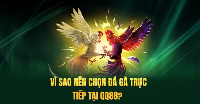 Vì sao nên chọn đá gà trực tiếp tại QQ88?